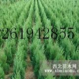 蜀檜基地1.8米蜀檜價格調(diào)整行情