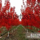 7公分美國紅楓樹價格調(diào)整行情