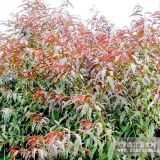 4公分紅葉碧桃 山東紅葉碧桃價(jià)格