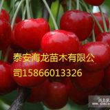 早紅櫻桃苗價格、密早櫻桃苗品種