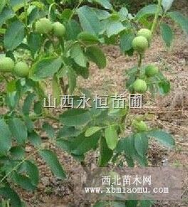 核桃苗，1-5年核桃苗品种核桃苗