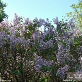 丁香价格那里便宜