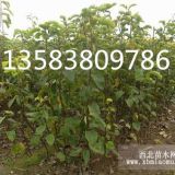 苗圃種植出售5公分梨樹(shù)占地梨樹(shù)