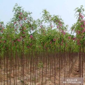 河北香花槐價格 香花槐小苗報價