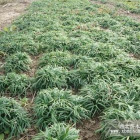 日本矮麦冬，麦冬价格，麦冬图片