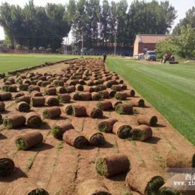 延庆销售草坪价格 延庆草坪销售厂