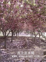 山东泰山樱花基地泰山樱花价格