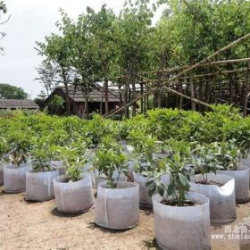 袋裝小葉欖仁，袋裝宮粉紫荊，袋裝