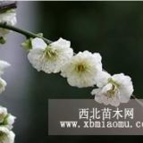 直销绿梅，红绿梅，梅花基地