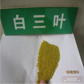 暖季型观赏草坪种子牧草白三叶草籽