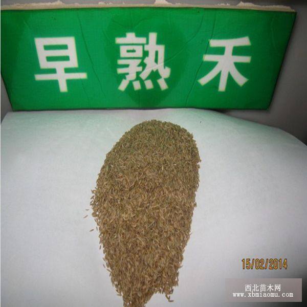 草坪草籽