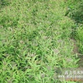 绣线菊40公分价格