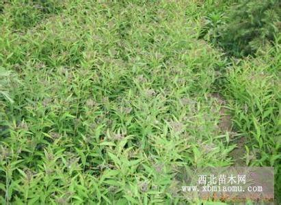 绣线菊40公分