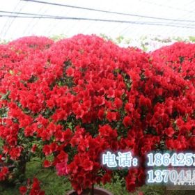 丹東杜鵑花，丹東日本紅楓