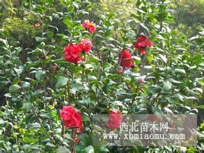 茶花40公分价格