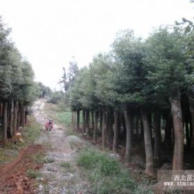 原生香樟，移栽香樟，叢生香樟