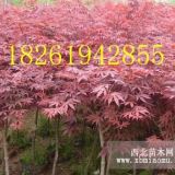 紅楓樹苗木市場紅楓樹批發(fā)價(jià)格信息