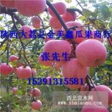 冷庫(kù)紅富士蘋果價(jià)格行情