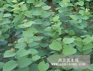 紫荆小苗价格