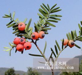 供應(yīng)東北紅豆杉（赤柏松）苗木