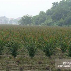 河北欒樹欒樹欒樹價(jià)格欒樹報(bào)價(jià)欒樹