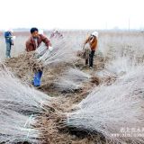 出售胡楊樹苗