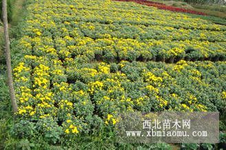 地被草花类：沿阶草、葱兰、麦冬、