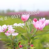 讓盆栽桂花樹(shù)冠豐滿的修剪