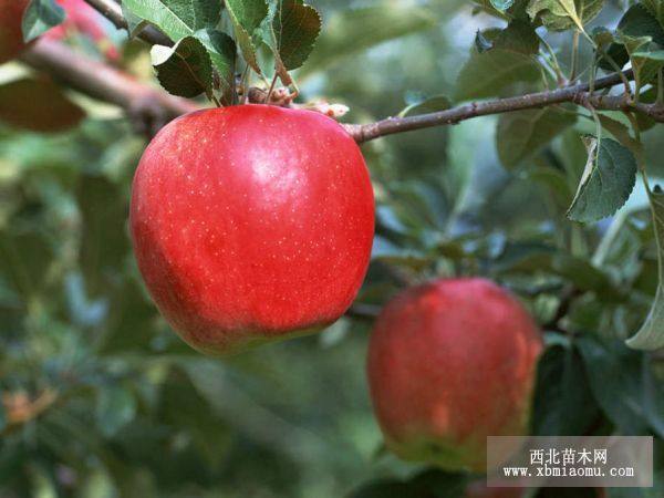 矮化苹果树苗