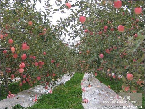 矮化苹果树苗