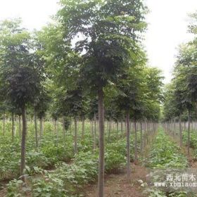 供应优质栾树苗木 陕西栾树种植基地大量销售 规格齐全