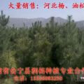 大量銷售河北楊 香花槐 新疆楊