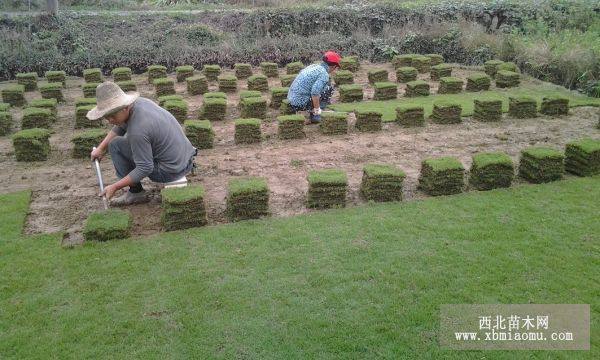 馬尼拉草