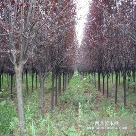 诗雅供应紫叶李，龙柏，北京桧，