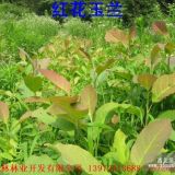 供應(yīng)木蘭科新種紅花玉蘭苗