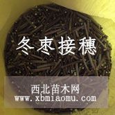 山西廟上大量?jī)?yōu)質(zhì)棗接穗供應(yīng)