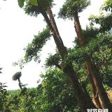 供應(yīng)對節(jié)白蠟植樹節(jié)樹種