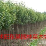 大葉女貞苗50公分高產(chǎn)地供應價格