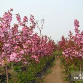 大量供應黑松、海棠