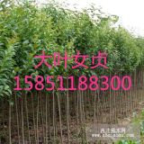 供求4公分/5公分大葉女貞高桿價