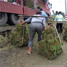 重庆绿化草皮价格