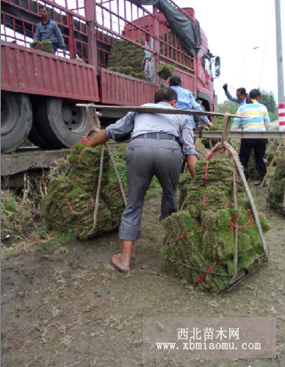 重慶綠化草皮價格