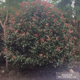 小葉女貞 金葉女貞 紅繼木 茶花