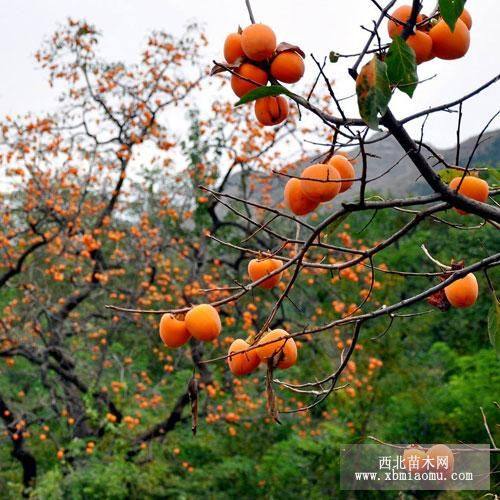 柿子樹(shù)小苗