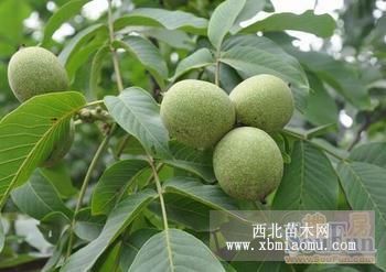 大量供應(yīng)：核桃苗 核桃樹(shù) 棗樹(shù)苗