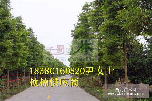 12公分桢楠