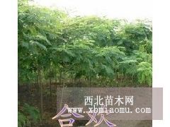 诗雅园林供应合欢小苗