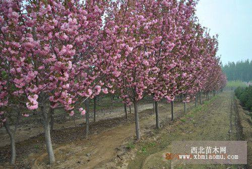 樱花树苗