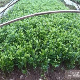 供應(yīng)枳殼芽苗積殼芽苗質(zhì)好價(jià)格低