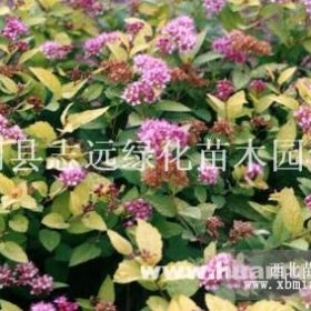 供应粉花绣线菊